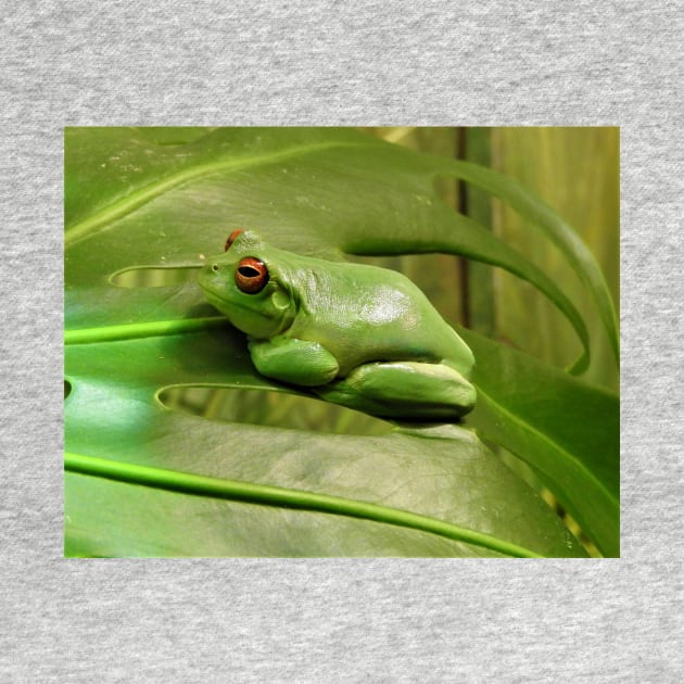 Red-eyed Tree Frog by kirstybush